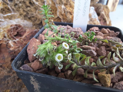 Combera paradoxa 05.05.16.jpg