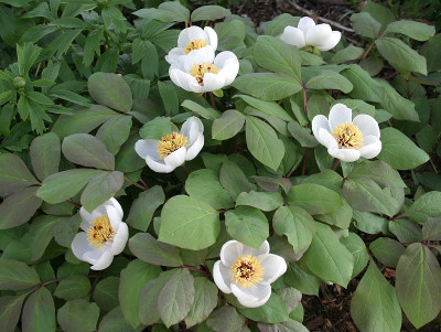 IMG_7423_ePaeonia obovata.JPG