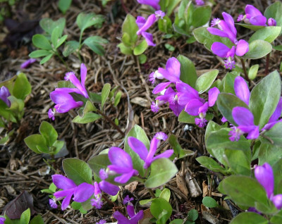 IMG_7429_ePolygala paucifolia.JPG
