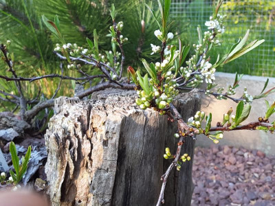 Prunus pumila ssp. depressa 05.05.16.jpg