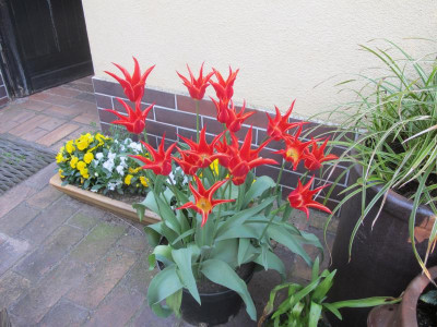 Tulpentopp 5.5.16 ue.JPG