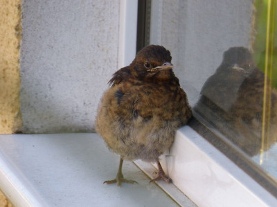 2016-05-05 Amsel 2.jpg