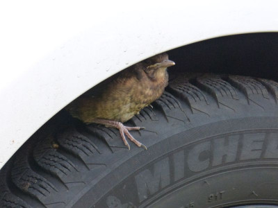 2016-05-05 Amsel 3.jpg