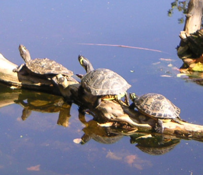Schildkroten_1.jpg