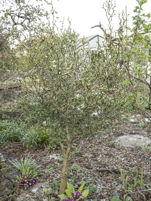 Poncirus_trifoliata_Dragonfly2016_01.jpg