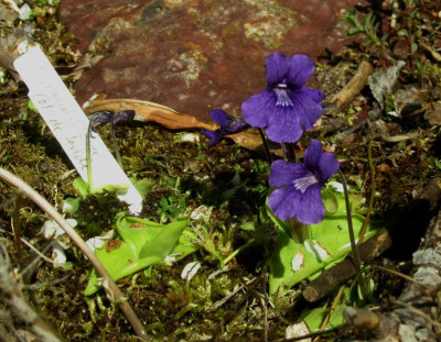 P,grandiflora col de tende 2016.jpg