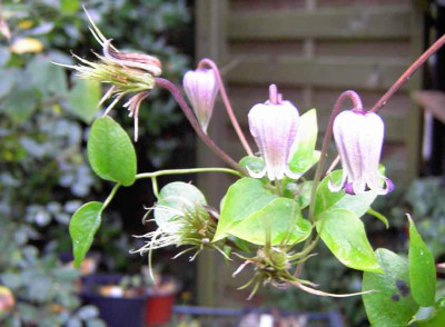 18.9.06._Clematis_pitcheri_013.JPG