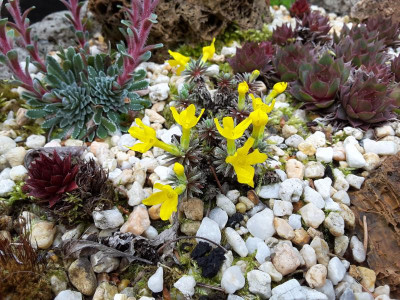 Vitaliana primuliflora ssp. assoana 05.05.16.jpg