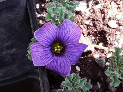 Oxalis laciniata '' Sandy'' 05.05.16.jpg