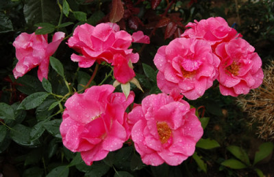 Romanze_S4_0083_89.jpg