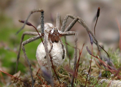 06220017_Pisaura_mirabilis_Mannchen.JPG