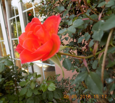 Warm Welcome first flower smallDSCN0263.jpg