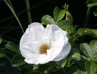 Blanc-Double-de-Coubert.jpg