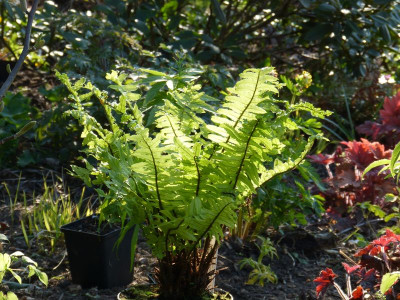 2016-05-05 Dryopteris dickinsii.jpg