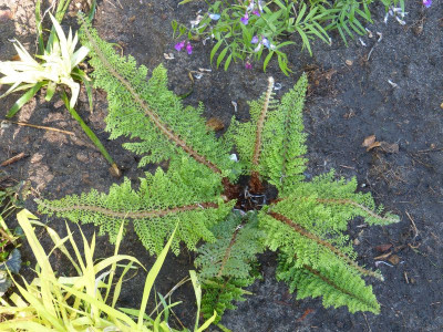 2016-05-06 Polystichum setiferum 'Plumosum Densum'.jpg