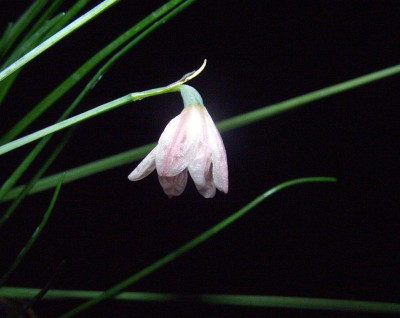 Acis_autumnalis_abends.jpg