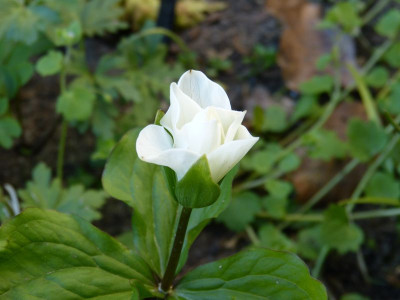 2016-05-06 Trillium grandiflorum 'Flore Pleno'.jpg