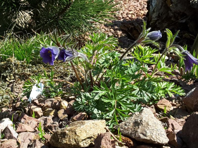 Pulsatilla turczaninowii 06.05.16.png