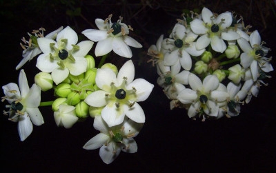 Ornithogalum_saundersiae_abends.jpg
