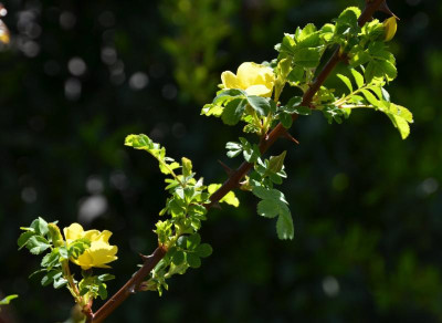 Rosa_pimpinellifolia-HelenKnight.16-2.jpg