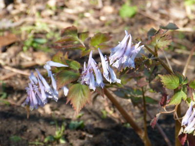 2016-05-06 Corydalis quantmeyerana 'Chocolate Stars'.jpg