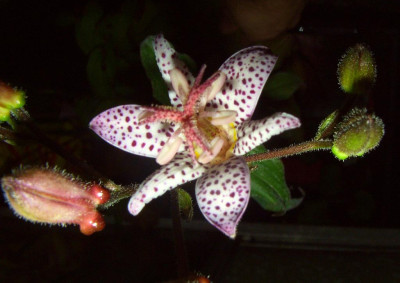 Tricyrtis_I_forgot_your_name.jpg