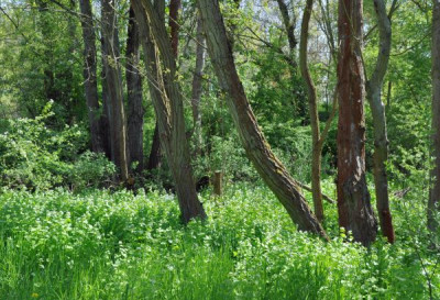 Wald.jpg