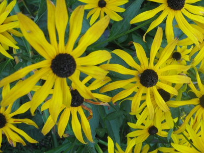 Rudbeckia_hirta_3365.jpg