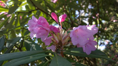 WP_20160506_084 Rhododendron argyrophyllum C.3905  (interm.to pingianum).jpg