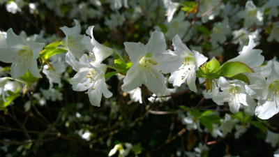 WP_20160506_050 Rhododendron quinquefolium RSF93I134 ARS.jpg