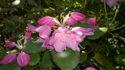 WP_20160506_039 Rhododendron orbiculare.jpg