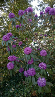 WP_20160506_028 Rhododendron niveum LS.jpg