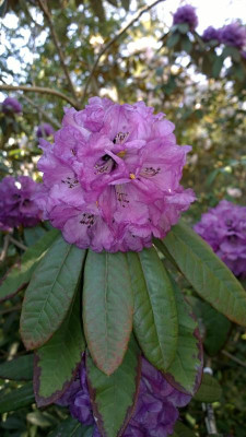 WP_20160506_025 Rhododendron niveum LS.jpg