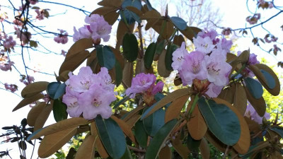 WP_20160506_015 Rhododendron campanulatum Bu218.jpg