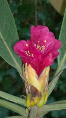 WP_20160506_008 Rhododendron hodgsonii Bu136.jpg