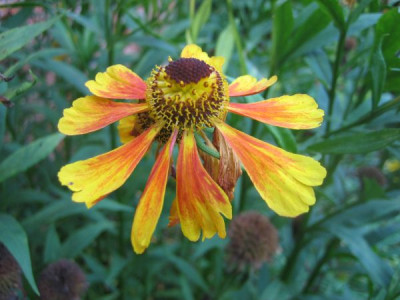 Helenium_3368.jpg