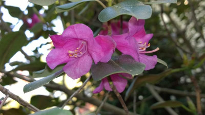 WP_20160506_003 Rhododendron cinnabarinum ssp.xanthocodon purpurellum G.Sh.jpg