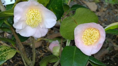 WP_20160506_054 Camellia japonica Tenju.jpg