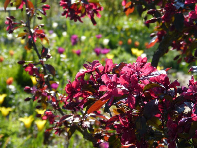 2016-05-06 Gartenimpressionen 2.jpg