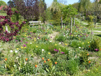 2016-05-06 Gartenimpressionen 3.jpg