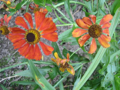 Helenium_Kupferzwerg_3369.jpg