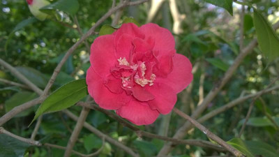 WP_20160505_055 Camellia japonica General Leclerc.jpg