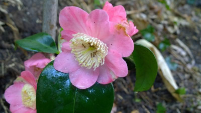 WP_20160502_024 Camellia japonica Kazue No Tsuki.jpg