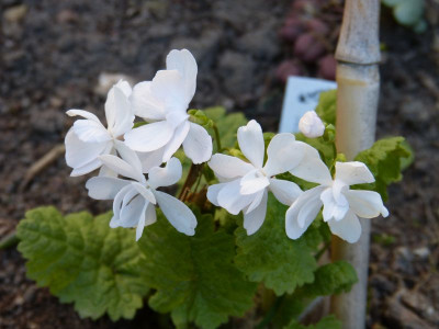 2016-05-06 Primula sieboldii 'Sato Zakura'.jpg