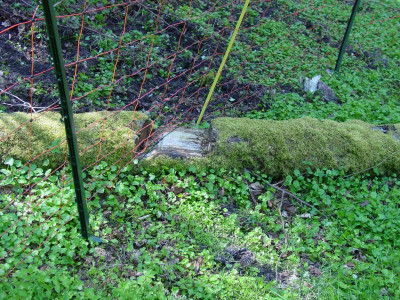 LummerkegeschnBaum.JPG