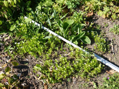 2016-05-07 Waldmeister.jpg