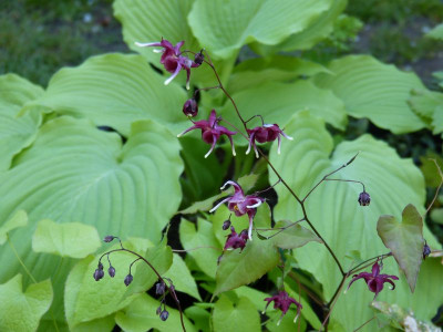 2016-05-07 Epimedium 'Red Maximum'.jpg