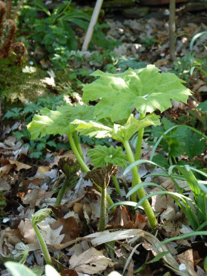 2016-05-07 Astilboides tabularis.jpg
