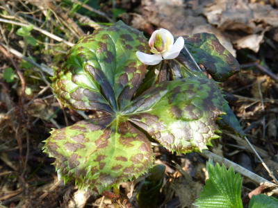 2016-05-07 Podophyllum hexandrum.jpg