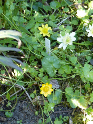 2016-05-07 Ranunculus ficaria.jpg
